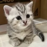 マンチカン(短足)【宮崎県・女の子・2025年11月6日・シルバーパッチドタビー】の写真2