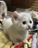 マンチカン(短足)【宮崎県・男の子・2025年1月19日・ホワイト】の写真3