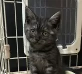 ラムキン【宮崎県・女の子・2025年3月3日・ブラックスモーク】の写真14