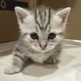 マンチカン(短足)【宮崎県・女の子・2025年11月6日・シルバーパッチドタビー】の写真3