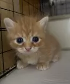 マンチカン(短足)【宮崎県・男の子・2025年9月4日・レッドタビー】の写真4