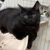 ミックス短足(マンチカン‪✕‬ミックス)【宮崎県・男の子・2025年6月23日・ブラックスモーク】の写真8