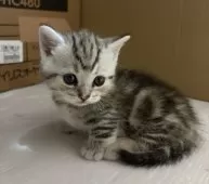 マンチカン(短足)【宮崎県・女の子・2025年11月6日・シルバーパッチドタビー】の写真8