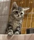 ラムキン【宮崎県・男の子・2025年3月3日・ブラウンタビー】の写真8