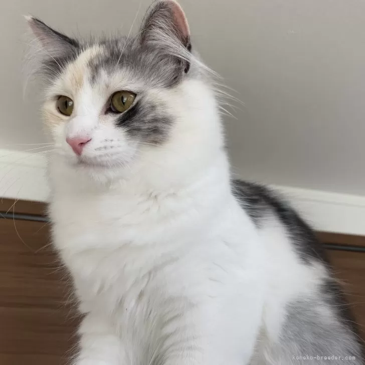 ID：2308-02969の子猫