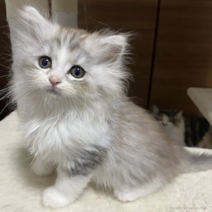 ID:2304-01806の子猫