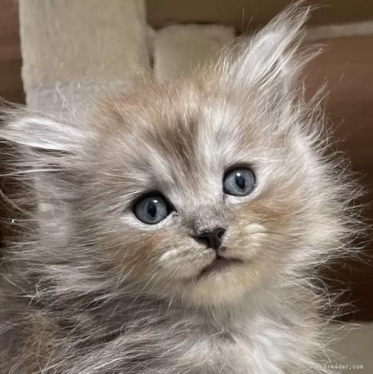 ID：2409-02262の子猫