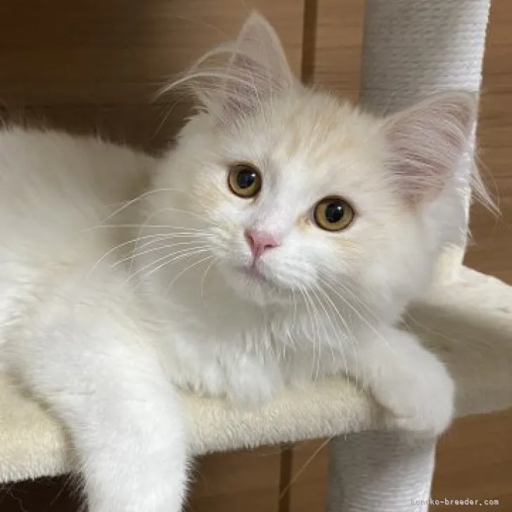 ID：2302-01570の子猫