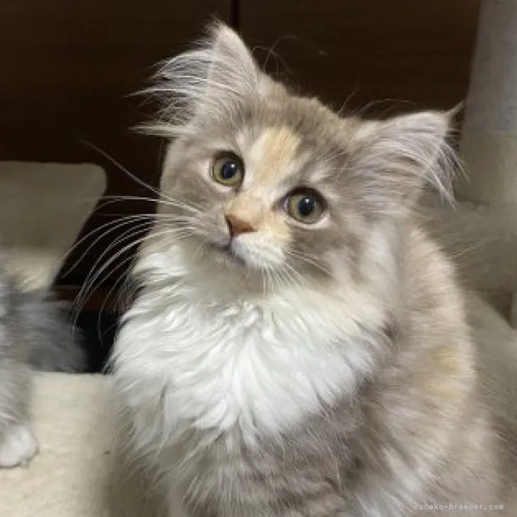 ID:2304-01816の子猫