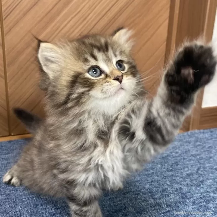 R.G 様のお迎えした子猫
