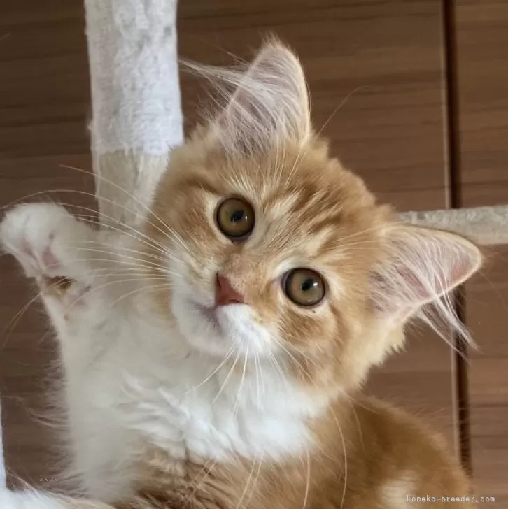 ID：2407-01196の子猫