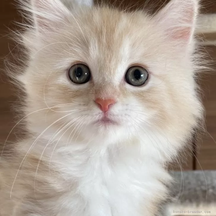 ID：2407-01189の子猫