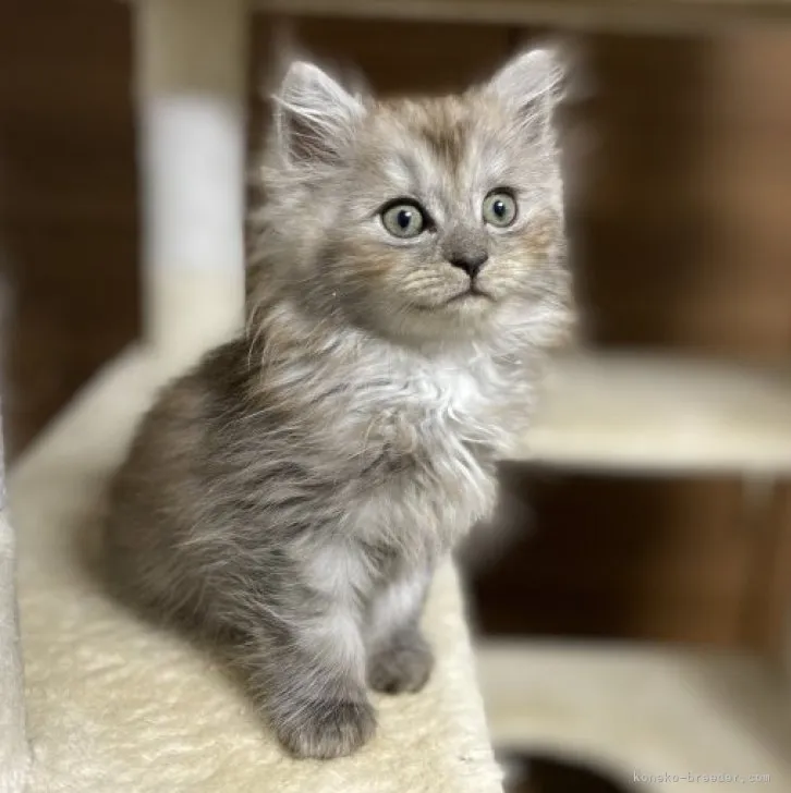 ID：2310-01867の子猫