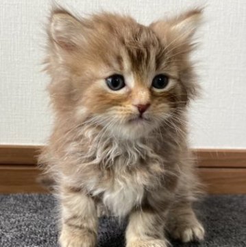 サイベリアン【千葉県・女の子・2023年3月3日・チョコレートパッチドタビー】の写真「希少なチョコレートカラー❗️綺麗です❗️」