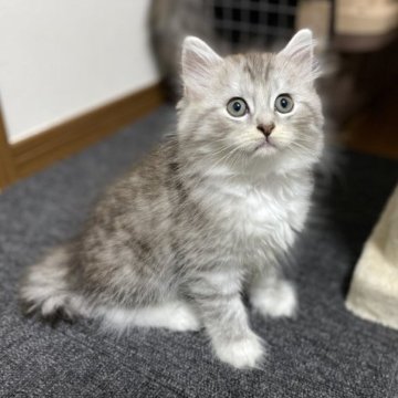 サイベリアン【千葉県・男の子・2023年7月12日・シルバータビー&ホワイト】の写真「ころころまるまるなシルバー君☆」