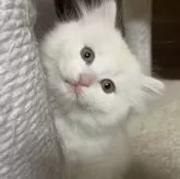 サイベリアン【千葉県・女の子・2023年12月8日・カメオタビー&ホワイト】の写真2「2/2撮影」