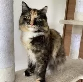 サイベリアン【千葉県・女の子・2023年12月8日・キャリコ】の写真2