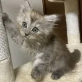 サイベリアン【千葉県・男の子・2023年9月10日・ブラウンタビー&ホワイト】の写真3「11/5撮影」