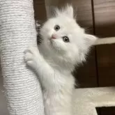 サイベリアン【千葉県・女の子・2023年12月8日・カメオタビー&ホワイト】の写真3「2/2撮影」