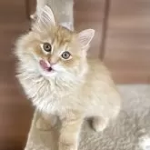 サイベリアン【千葉県・男の子・2025年9月12日・レッドタビー】の写真8