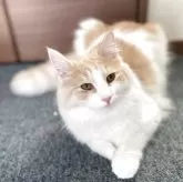 サイベリアン【千葉県・女の子・2025年3月28日・カメオタビー&ホワイト】の写真10