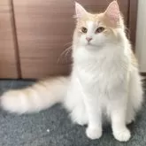 サイベリアン【千葉県・女の子・2025年3月28日・カメオタビー&ホワイト】の写真11