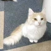 サイベリアン【千葉県・女の子・2025年3月28日・カメオタビー&ホワイト】の写真14