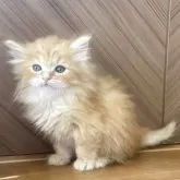 サイベリアン【千葉県・女の子・2025年9月12日・レッドタビー】の写真3