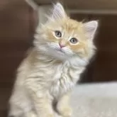 サイベリアン【千葉県・男の子・2025年9月12日・レッドタビー】の写真13