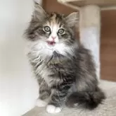 サイベリアン【千葉県・女の子・2025年9月12日・ブラウンパッチドタビー&ホワイト】の写真9