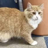 サイベリアン【千葉県・女の子・2025年3月28日・レッドタビー&ホワイト】の写真7