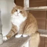 サイベリアン【千葉県・女の子・2025年3月28日・レッドタビー&ホワイト】の写真4