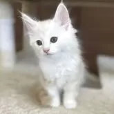 サイベリアン【千葉県・女の子・2025年7月15日・カメオタビー&ホワイト】の写真3