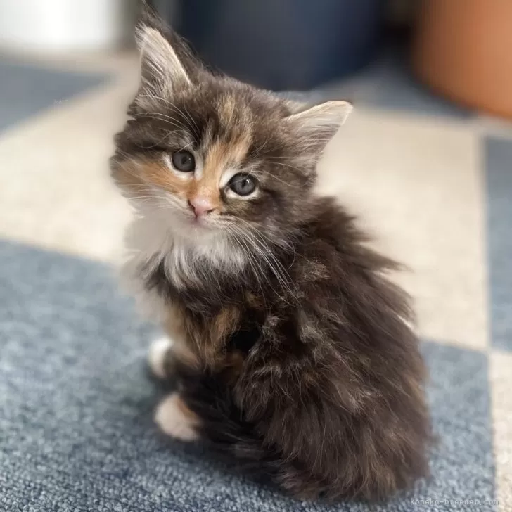 K.F 様のお迎えした子猫