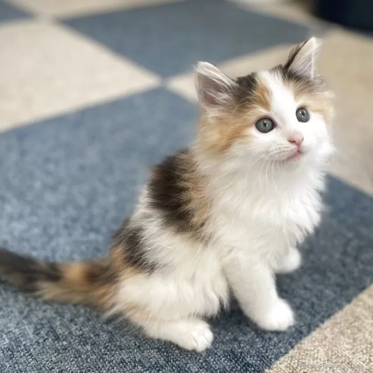 しゃう 様のお迎えした子猫