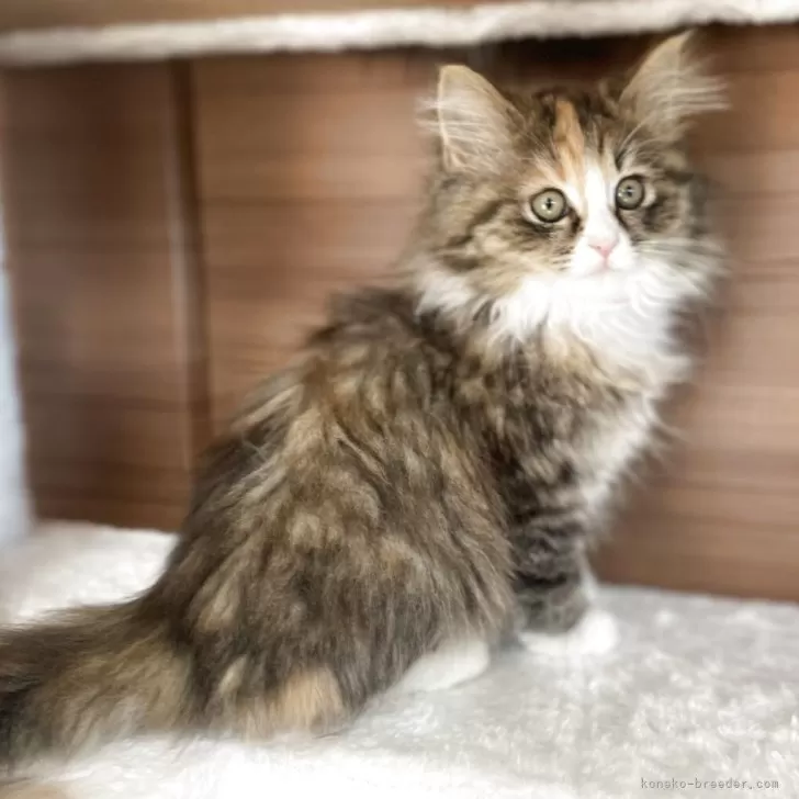 サイベリアン【千葉県・女の子・2025年9月12日・ブラウンパッチドタビー&amp;ホワイト】の写真1