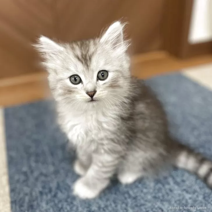 ID:2505-00791の子猫