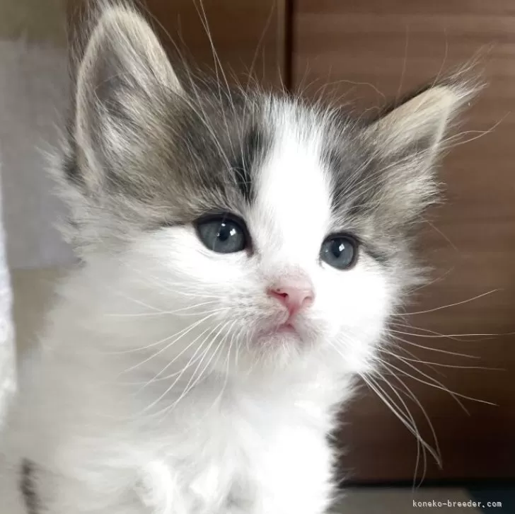 ID：2504-03280の子猫