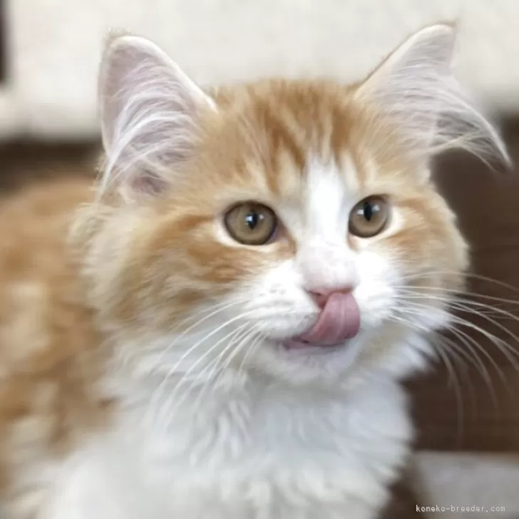 ID：2505-00787の子猫