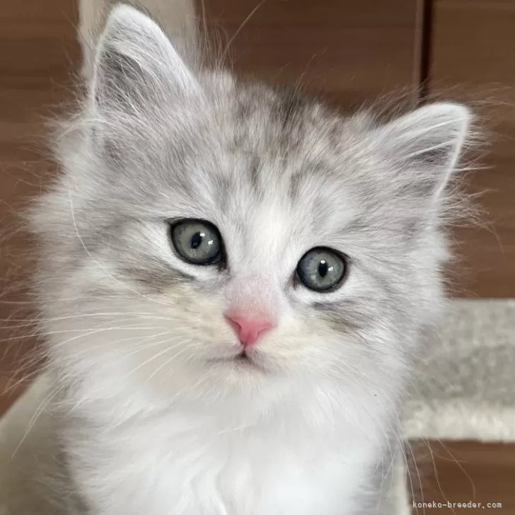 ID：2502-01995の子猫