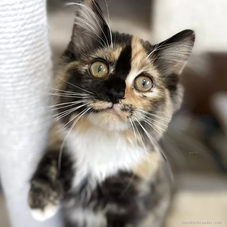 ID：2504-03315の子猫