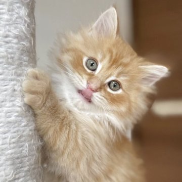 サイベリアン【千葉県・男の子・2025年9月12日・レッドタビー（トリプルコート）】の写真「人気のレッドタビー！」