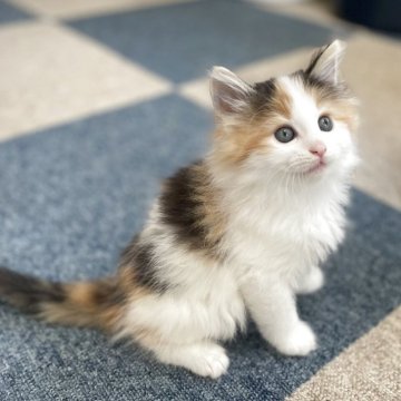サイベリアン【千葉県・女の子・2025年7月23日・キャリコ】の写真「9/6更新❗️7/23産まれの三毛猫ちゃん」