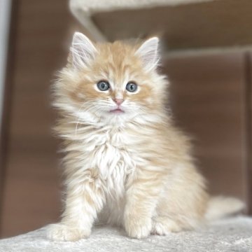 サイベリアン【千葉県・女の子・2025年9月12日・レッドタビー（トリプルコート）】の写真「愛嬌バツグン！レッドの女の子！」