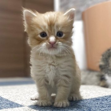 サイベリアン【千葉県・男の子・2025年9月12日・レッドタビー（トリプルコート）】の写真「人気のレッドタビー！」