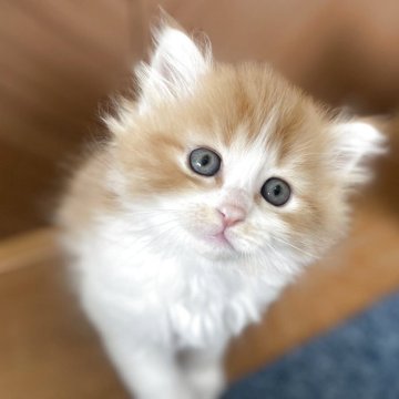 サイベリアン【千葉県・男の子・2025年4月6日・レッドタビー&ホワイト（トリプルコート）】の写真「5/20更新！お父さんチャンピオン！」