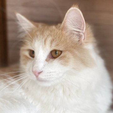 サイベリアン【千葉県・女の子・2025年3月28日・カメオタビー&ホワイト】の写真「見学日にお迎え可能⭕️」