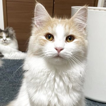 サイベリアン【千葉県・女の子・2025年3月28日・カメオタビー&ホワイト】の写真「見学日にお迎え可能⭕️」