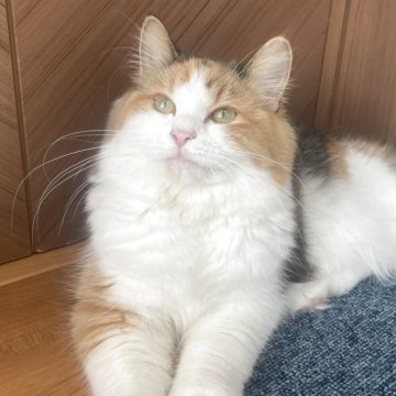 サイベリアン【千葉県・女の子・2025年3月30日・キャリコ（トリプルコート）】の写真「見学日にお迎え可能⭕️」