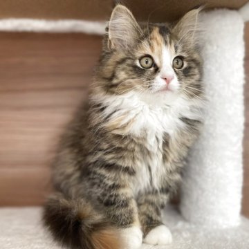 サイベリアン【千葉県・女の子・2025年9月12日・ブラウンパッチドタビー&ホワイト（トリプルコート）】の写真「見学日にお迎え可能⭕️麦わら猫❣️」